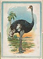 The Ostrich, collector card from the Birds and Animals series (D15), issued by the Schulze Baking Company, Schulze Baking Company  American, Commercial color lithograph
