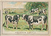 Holstein Cattle, collector card from the Birds and Animals series (D15), issued by the Schulze Baking Company, Schulze Baking Company  American, Commercial color lithograph