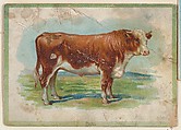 Bull, collector card from the Birds and Animals series (D15), issued by the Schulze Baking Company, Schulze Baking Company  American, Commercial color lithograph