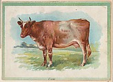 Cow, collector card from the Birds and Animals series (D15), issued by the Schulze Baking Company, Schulze Baking Company  American, Commercial color lithograph