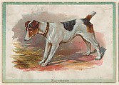 Fox-Terrier, collector card from the Birds and Animals series (D15), issued by the Schulze Baking Company, Schulze Baking Company  American, Commercial color lithograph