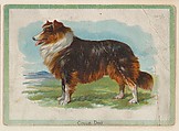 Collie Dog, collector card from the Birds and Animals series (D15), issued by the Schulze Baking Company, Schulze Baking Company  American, Commercial color lithograph