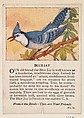 Blue Jay, No. 11, collector card from the Bird Cards series (D16), issued by the White Baking Company, White Baking Company, St. Louis  American, Commercial color lithograph