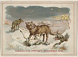 Wolves, collector card from the Birds and Greeting Cards series (D17), issued by the Heydt Baking Company, Heydt Bakery Company  American, Commercial color lithograph