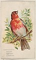 Bird No. 46, collector card from the Birds and Greeting Cards series (D17), issued by the Heydt Baking Company, Heydt Bakery Company American, Commercial color lithograph