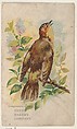 Bird No. 43, collector card from the Greeting Cards series (D17), issued by the Heydt Baking Company, Heydt Bakery Company American, Commercial color lithograph
