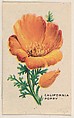 California Poppy, insert card from Flowers series (D35), issued by the Weber Baking Company, Weber Baking Company  American, Commercial color lithograph