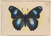 Blue and black butterfly, insert card from the Butterflies series (D20), issued by the Weber Baking Company, Weber Baking Company  American, Commercial color lithograph