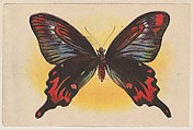 Red and black butterfly, insert card from the Butterflies series (D20), issued by the Weber Baking Company, Weber Baking Company  American, Commercial color lithograph