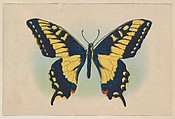 Yellow and black butterfly, insert card from the Butterflies series (D20), issued by the Weber Baking Company, Weber Baking Company  American, Commercial color lithograph