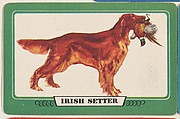 Irish Setter, bakery insert card from the Dogs series (D26), issued by the Omar Baking Company, Omar Baking Company  American, Commercial color lithograph