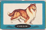 Collie, bakery insert card from the Dogs series (D26), issued by the Omar Baking Company, Omar Baking Company  American, Commercial color lithograph
