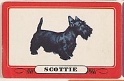 Scottie, bakery insert card from the Dogs series (D26), issued by the Omar Baking Company, Omar Baking Company  American, Commercial color lithograph