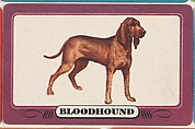 Bloodhound, bakery insert card from the Dogs series (D26), issued by the Omar Baking Company, Omar Baking Company  American, Commercial color lithograph