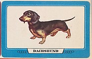 Dachshund, bakery insert card from the Dogs series (D26), issued by the Omar Baking Company, Omar Baking Company  American, Commercial color lithograph