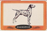 Dalmation, bakery insert card from the Dogs series (D26), issued by the Omar Baking Company, Omar Baking Company  American, Commercial color lithograph