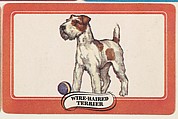 Wire-Haired Terrier, bakery insert card from the Dogs series (D26), issued by the Omar Baking Company, Omar Baking Company  American, Commercial color lithograph