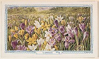 1. Crocus, bakery insert card from the Flower Pictures series (D36), issued by the Freihofer Baking Company, Freihofer Baking Company  American, Commercial color lithograph