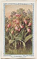 2. Moccasin, bakery insert card from the Flower Pictures series (D36), issued by the Freihofer Baking Company, Freihofer Baking Company  American, Commercial color lithograph