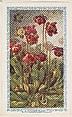 8. Pitcher Plant, bakery insert card from the Flower Pictures series (D36), issued by the Freihofer Baking Company, Freihofer Baking Company  American, Commercial color lithograph