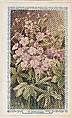 16. Geranium, bakery insert card from the Flower Pictures series (D36), issued by the Freihofer Baking Company, Freihofer Baking Company  American, Commercial color lithograph