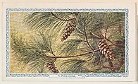 6. Pine Cone, bakery insert card from the Flower Pictures series (D36), issued by the Freihofer Baking Company, Freihofer Baking Company  American, Commercial color lithograph