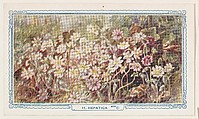 11. Hepatica, bakery insert card from the Flower Pictures series (D36), issued by the Freihofer Baking Company, Issued by Freihofer Baking Company, Commercial color lithograph