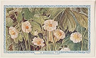 11. Hepatica, bakery insert card from the Flower Pictures series (D36), issued by the Freihofer Baking Company, Issued by Freihofer Baking Company, Commercial color lithograph