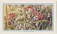 13. Spiderwort, bakery insert card from the Flower Pictures series (D36), issued by the Freihofer Baking Company, Freihofer Baking Company  American, Commercial color lithograph
