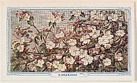 18. Apple Blossom, bakery insert card from the Flower Pictures series (D36), issued by the Freihofer Baking Company, Freihofer Baking Company  American, Commercial color lithograph