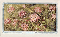 24. Rhododendron, bakery insert card from the Flower Pictures series (D36), issued by the Freihofer Baking Company, Freihofer Baking Company  American, Commercial color lithograph