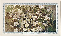 25. Syringa, bakery insert card from the Flower Pictures series (D36), issued by the Freihofer Baking Company, Freihofer Baking Company  American, Commercial color lithograph