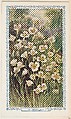 22. Sego Lily, bakery insert card from the Flower Pictures series (D36), issued by the Freihofer Baking Company, Freihofer Baking Company  American, Commercial color lithograph