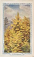 27. Goldenrod, bakery insert card from the Flower Pictures series (D36), issued by the Freihofer Baking Company, Freihofer Baking Company  American, Commercial color lithograph