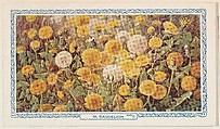 30. Dandelion, bakery insert card from the Flower Pictures series (D36), issued by the Freihofer Baking Company, Freihofer Baking Company  American, Commercial color lithograph