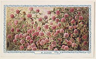 47. Clover, bakery insert card from the Flower Pictures series (D36), issued by the Freihofer Baking Company, Freihofer Baking Company  American, Commercial color lithograph