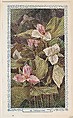 28. Trillium, bakery insert card from the Flower Pictures series (D36), issued by the Freihofer Baking Company, Freihofer Baking Company  American, Commercial color lithograph