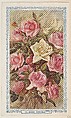 29. Double Rose, bakery insert card from the Flower Pictures series (D36), issued by the Freihofer Baking Company, Freihofer Baking Company  American, Commercial color lithograph