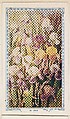 35. Iris, bakery insert card from the Flower Pictures series (D36), issued by the Freihofer Baking Company, Freihofer Baking Company  American, Commercial color lithograph