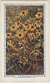 42. Black-Eyedsusan, bakery insert card from the Flower Pictures series (D36), issued by the Freihofer Baking Company, Freihofer Baking Company  American, Commercial color lithograph