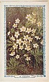 46. Anemone, bakery insert card from the Flower Pictures series (D36), issued by the Freihofer Baking Company, Freihofer Baking Company  American, Commercial color lithograph