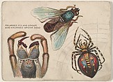 Fly and Spider, bakery insert card from the Insects series (D47), issued by the Welle-Boettler Bakery company, Welle-Boettler Bakery Company American, Commercial color lithograph