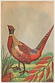 China Pheasant, issued by Weber Baking Company, Issued by Weber Baking Company, Commercial color lithograph