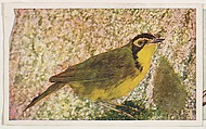 Kentucky Warbler, collector card from the Bird Pictures series (D18), issued by the Remar Baking Company, Remar Baking Company American, Commercial color lithograph