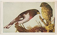 Rose-Breasted Grosbeak, collector card from the Bird Pictures series (D18), issued by the Remar Baking Company, Remar Baking Company American, Commercial color lithograph