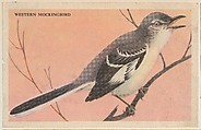 Western Mockingbird, bakery card from the California Bird Pictures series (D39-2), issued by the Gordon Bread Company, Gordon Bread Company American, Commercial color lithograph