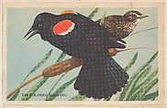Tri-Colored Redwing, bakery card from the California Bird Pictures series (D39-2), issued by the Gordon Bread Company, Gordon Bread Company American, Commercial color lithograph