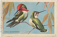 Anna's Hummingbird, bakery card from the California Bird Pictures series (D39-2), issued by the Gordon Bread Company, Gordon Bread Company American, Commercial color lithograph
