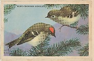Ruby-Crowned Kinglet, bakery card from the California Bird Pictures series (D39-2), issued by the Gordon Bread Company, Gordon Bread Company American, Commercial color lithograph