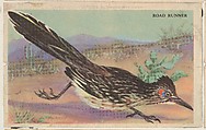 Road Runner, bakery card from the California Bird Pictures series (D39-2), issued by the Gordon Bread Company, Gordon Bread Company American, Commercial color lithograph